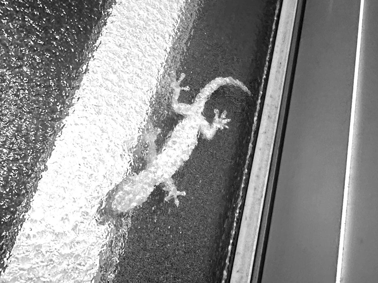 Of Rain and Geckos