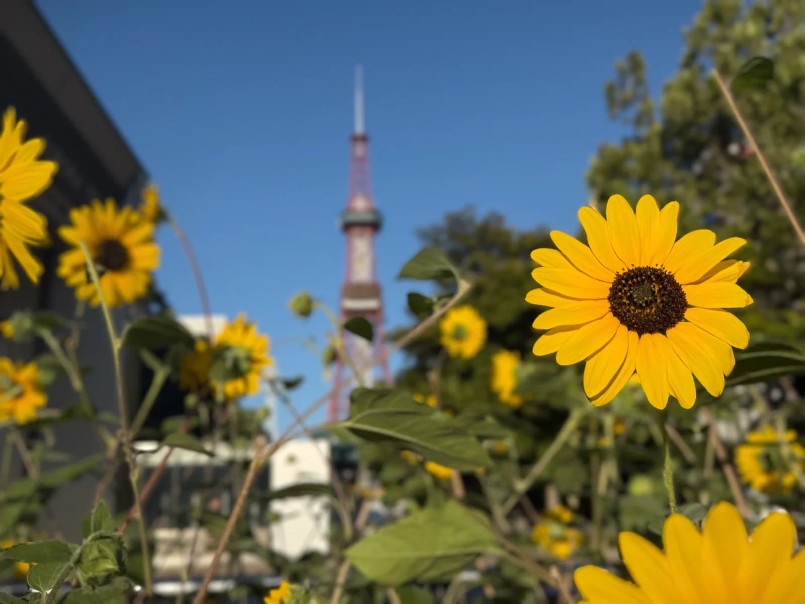 Sapporo | 札幌 photo 11