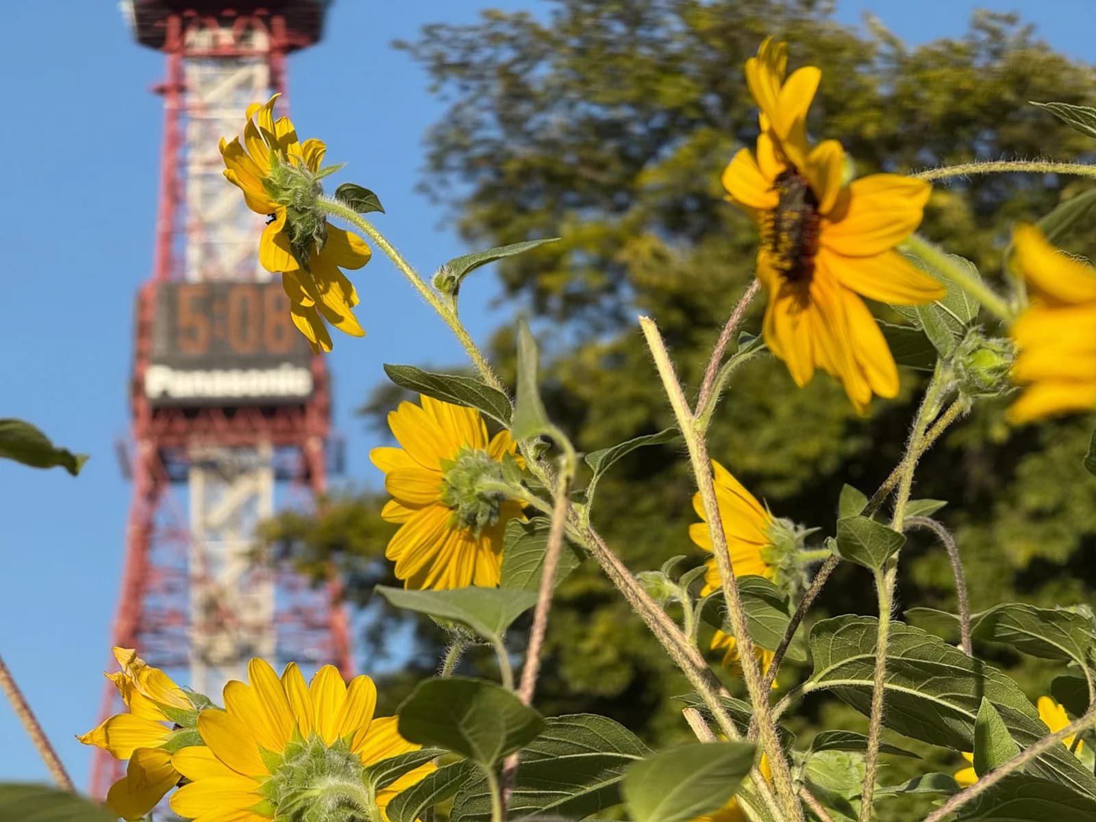 Sapporo | 札幌 photo 10
