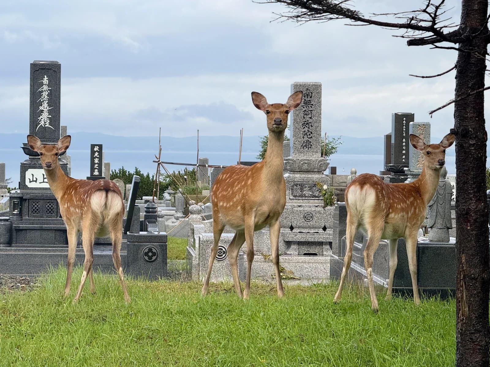 Wakkanai | 稚内 photo 41