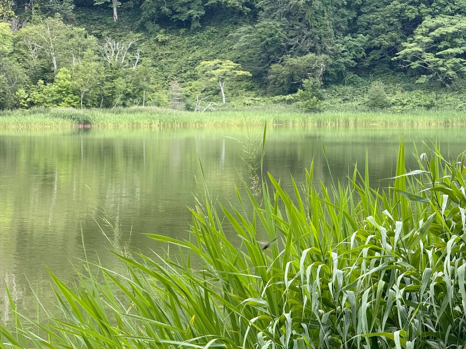 Rishiri Island | 利尻島 photo 122