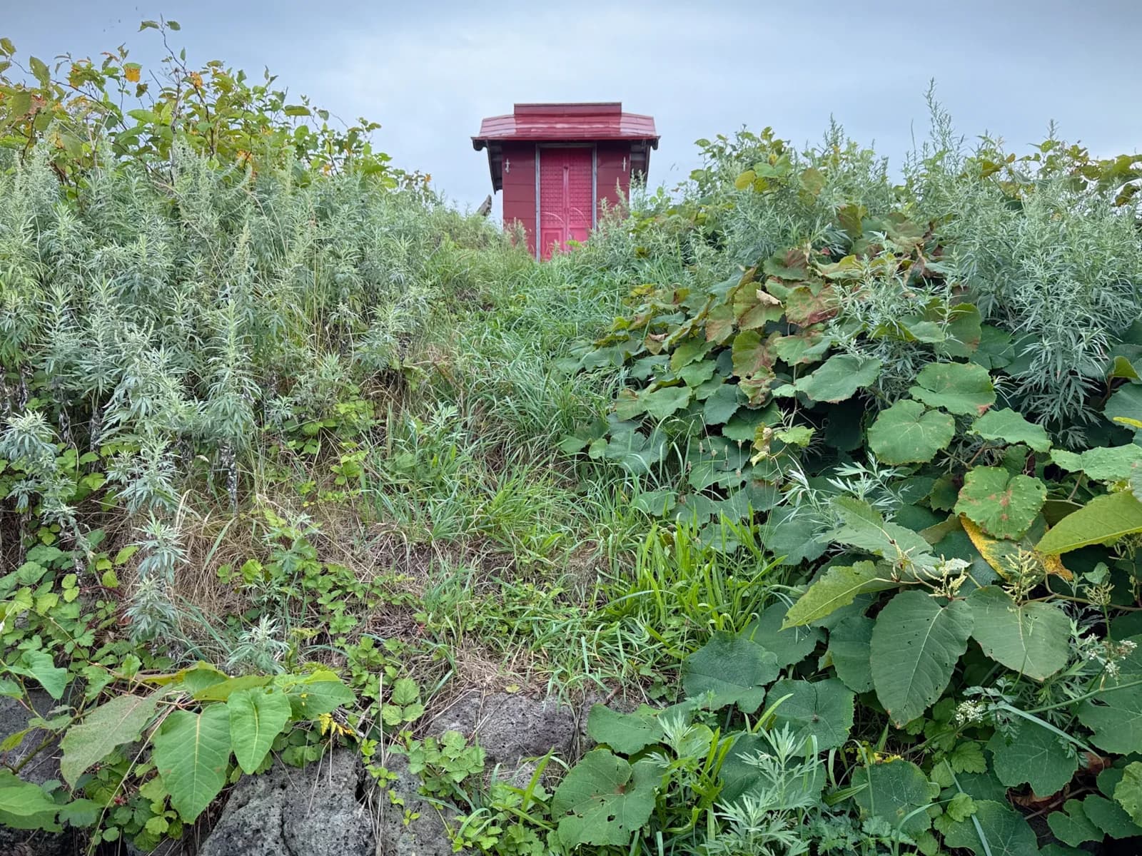 Rishiri Island | 利尻島 photo 117