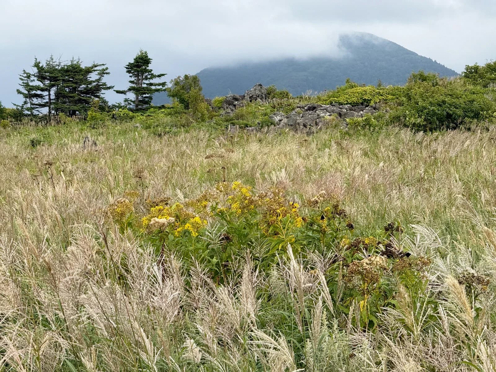 Rishiri Island | 利尻島 photo 113