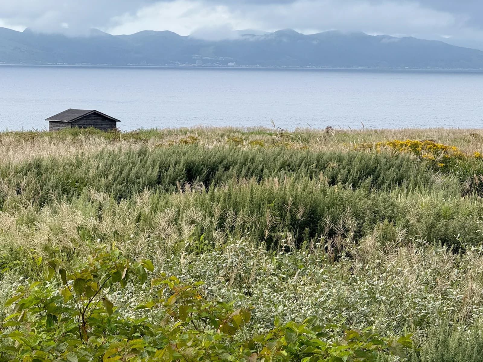 Rishiri Island | 利尻島 photo 111