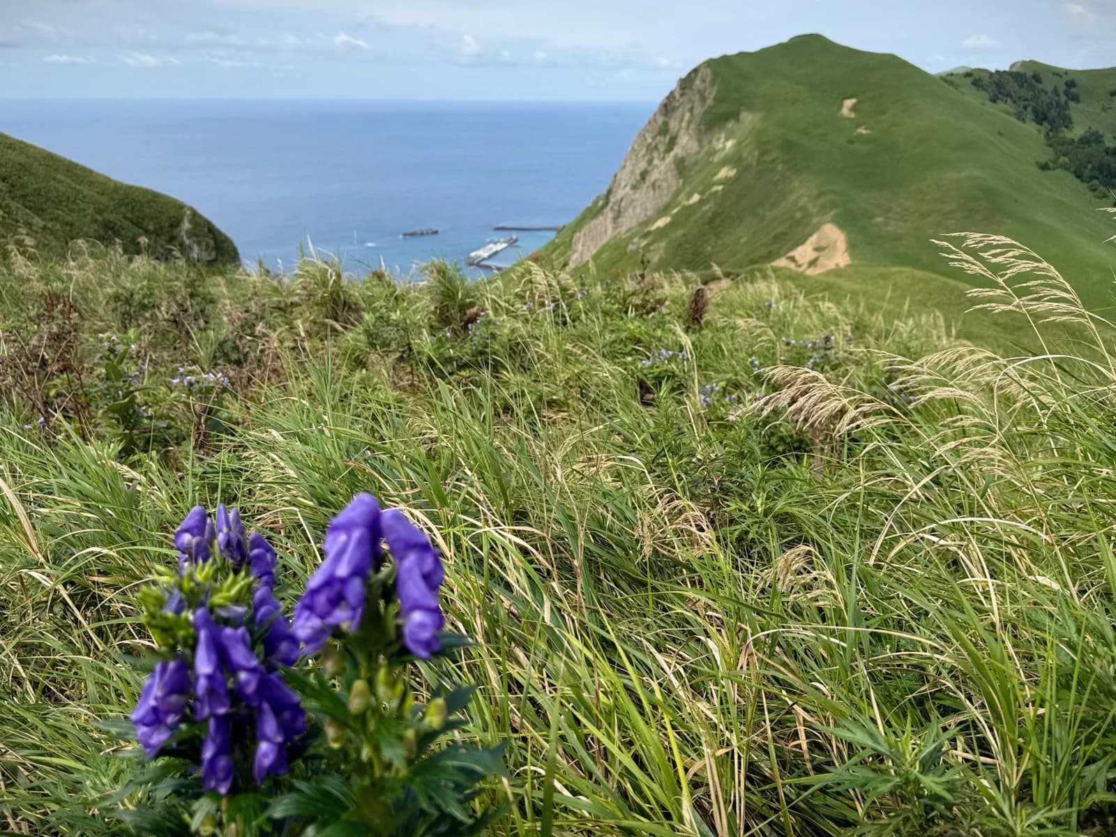 Rebun Island | 礼文島 photo 31