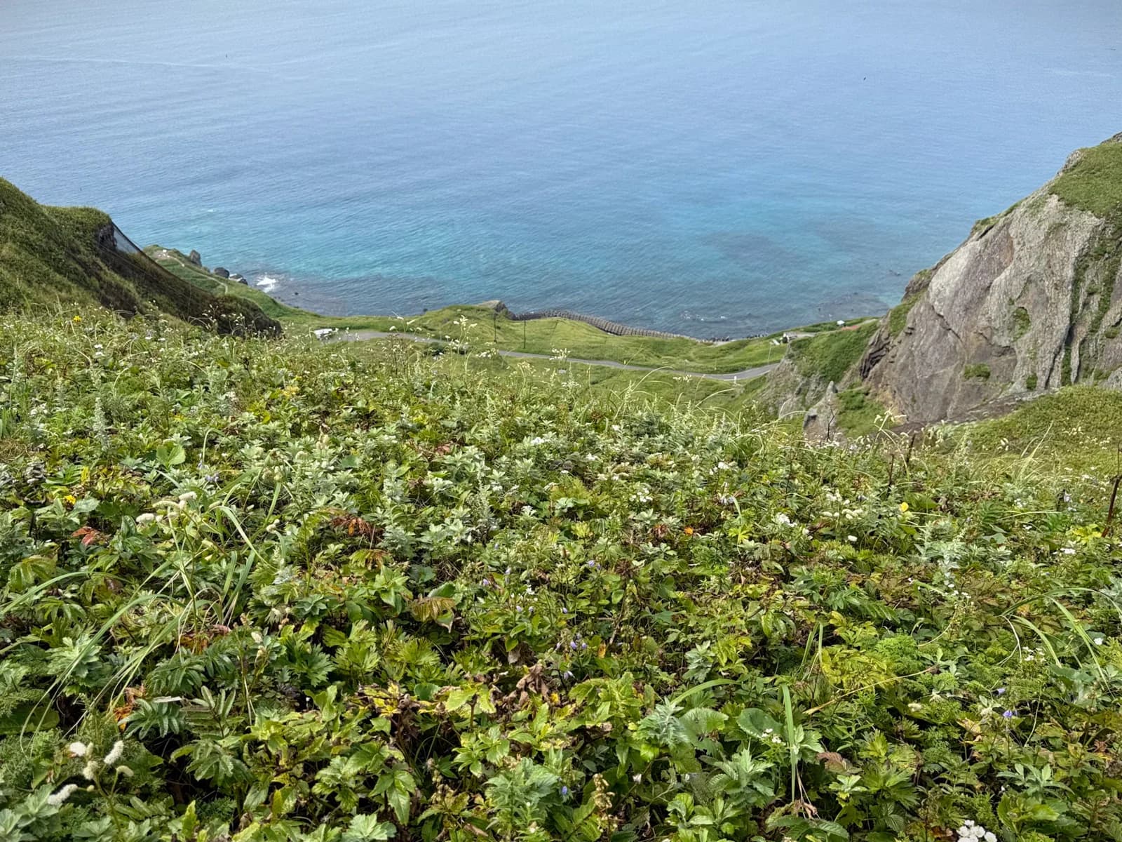 Rebun Island | 礼文島 photo 24