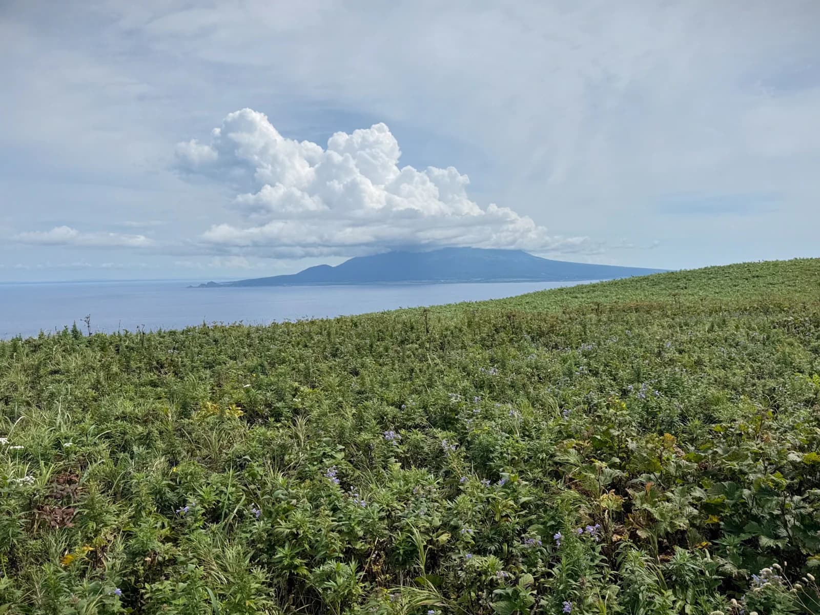 Rebun Island | 礼文島 photo 23