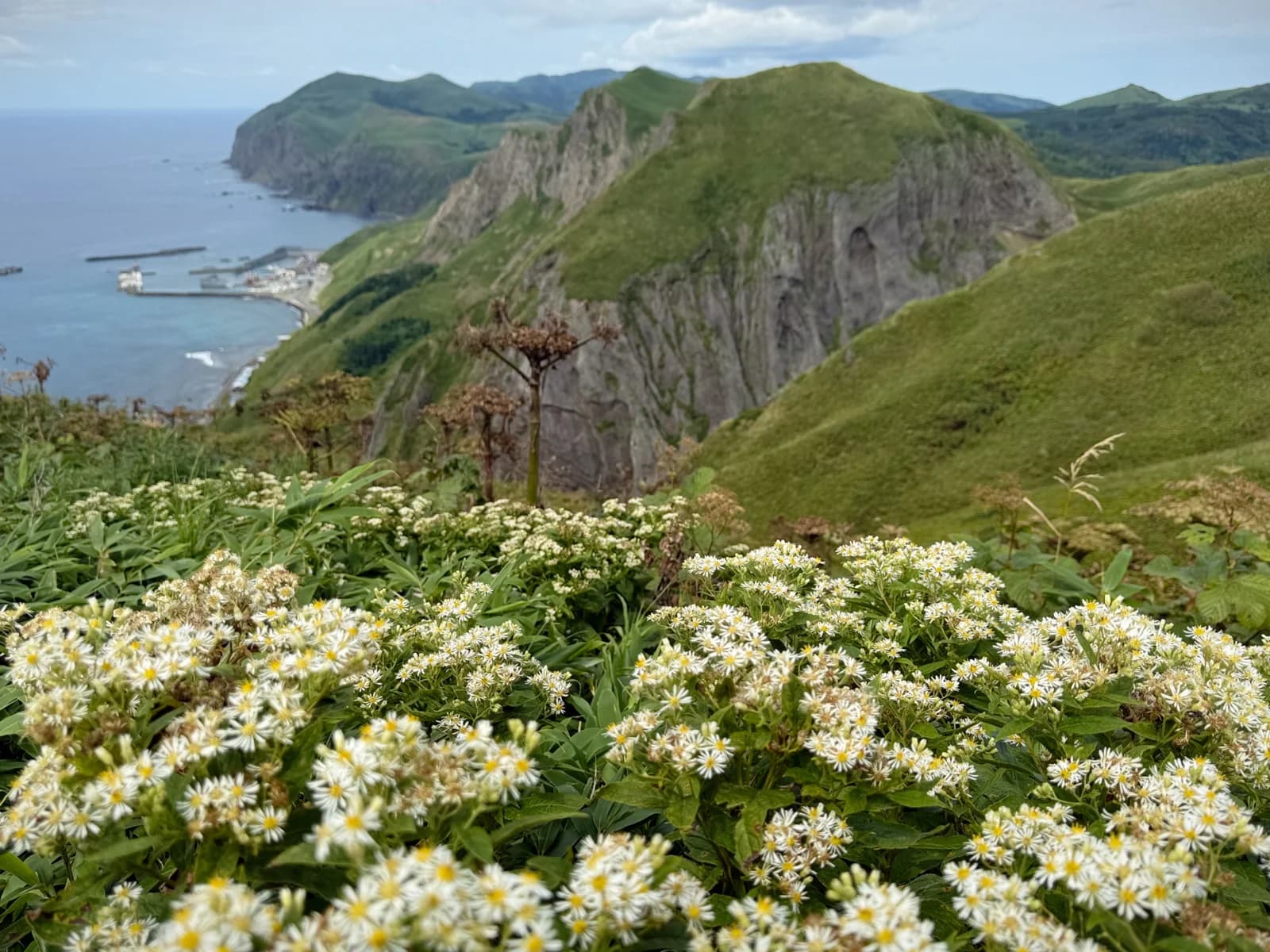Rebun Island | 礼文島 photo 19
