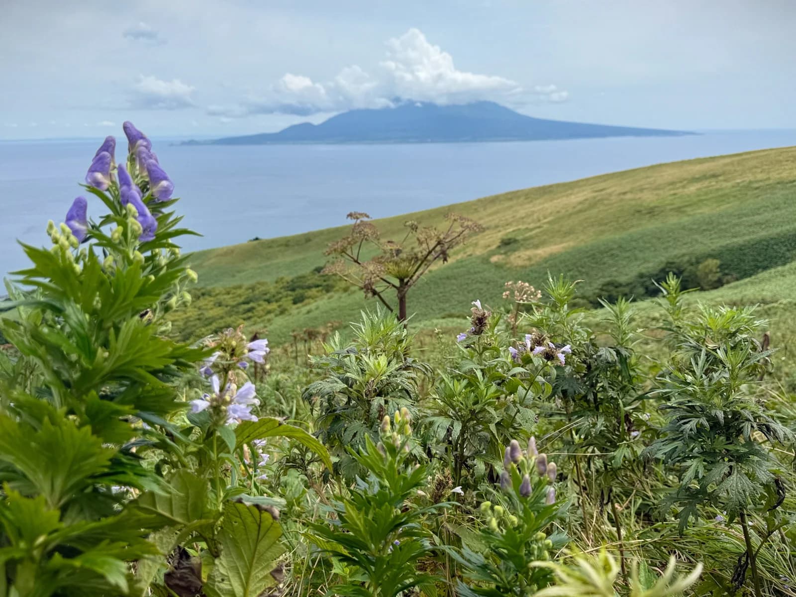 Rebun Island | 礼文島 photo 18
