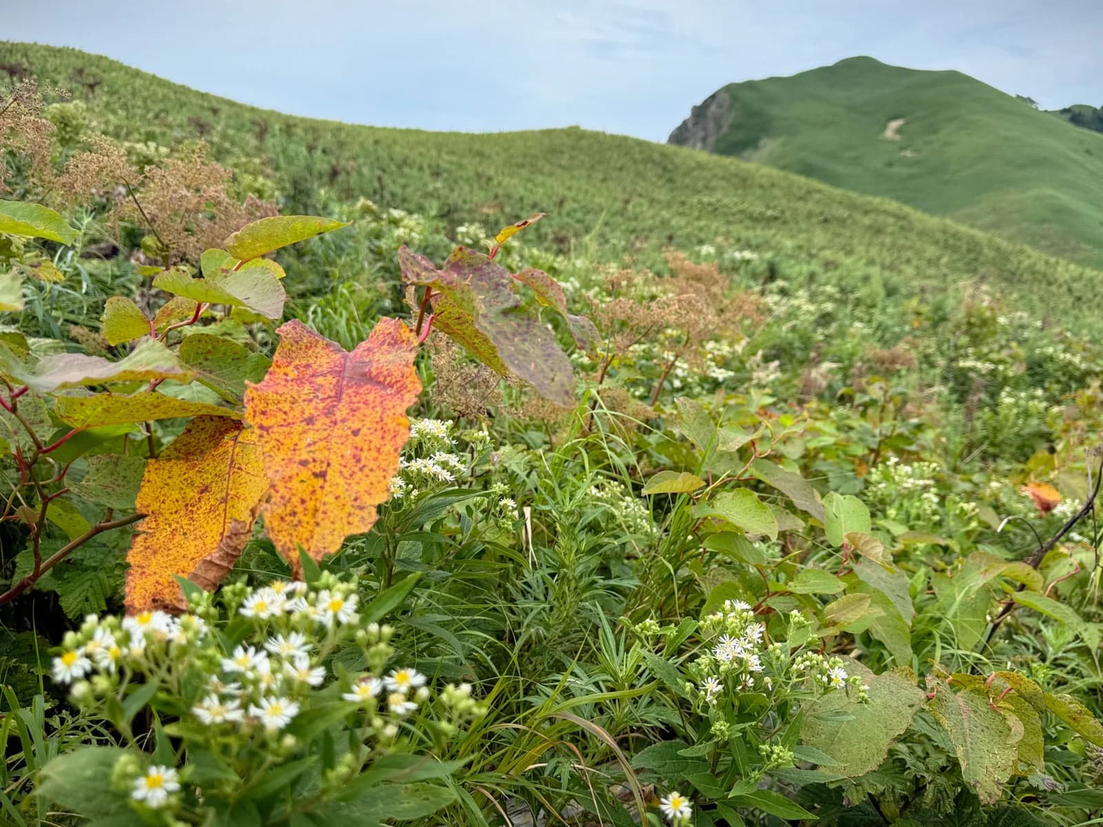 Rebun Island | 礼文島 photo 16