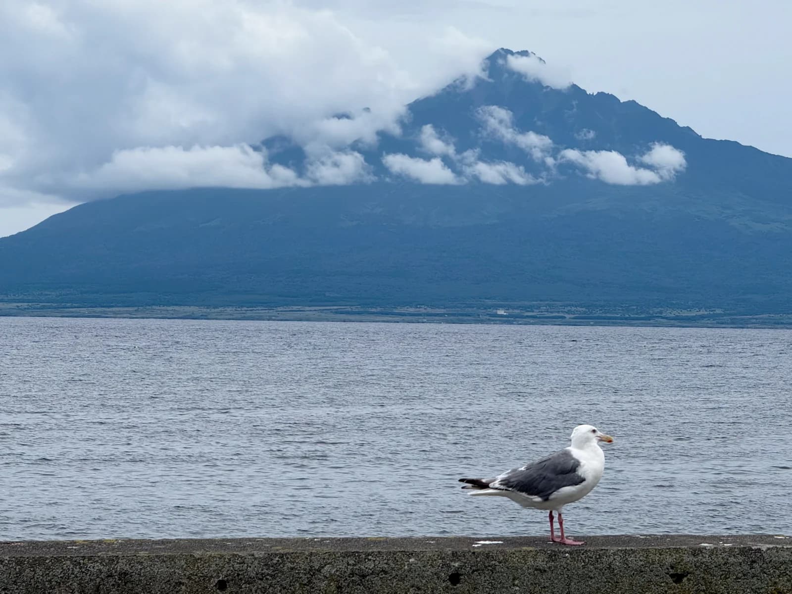 Rebun Island | 礼文島 photo 2