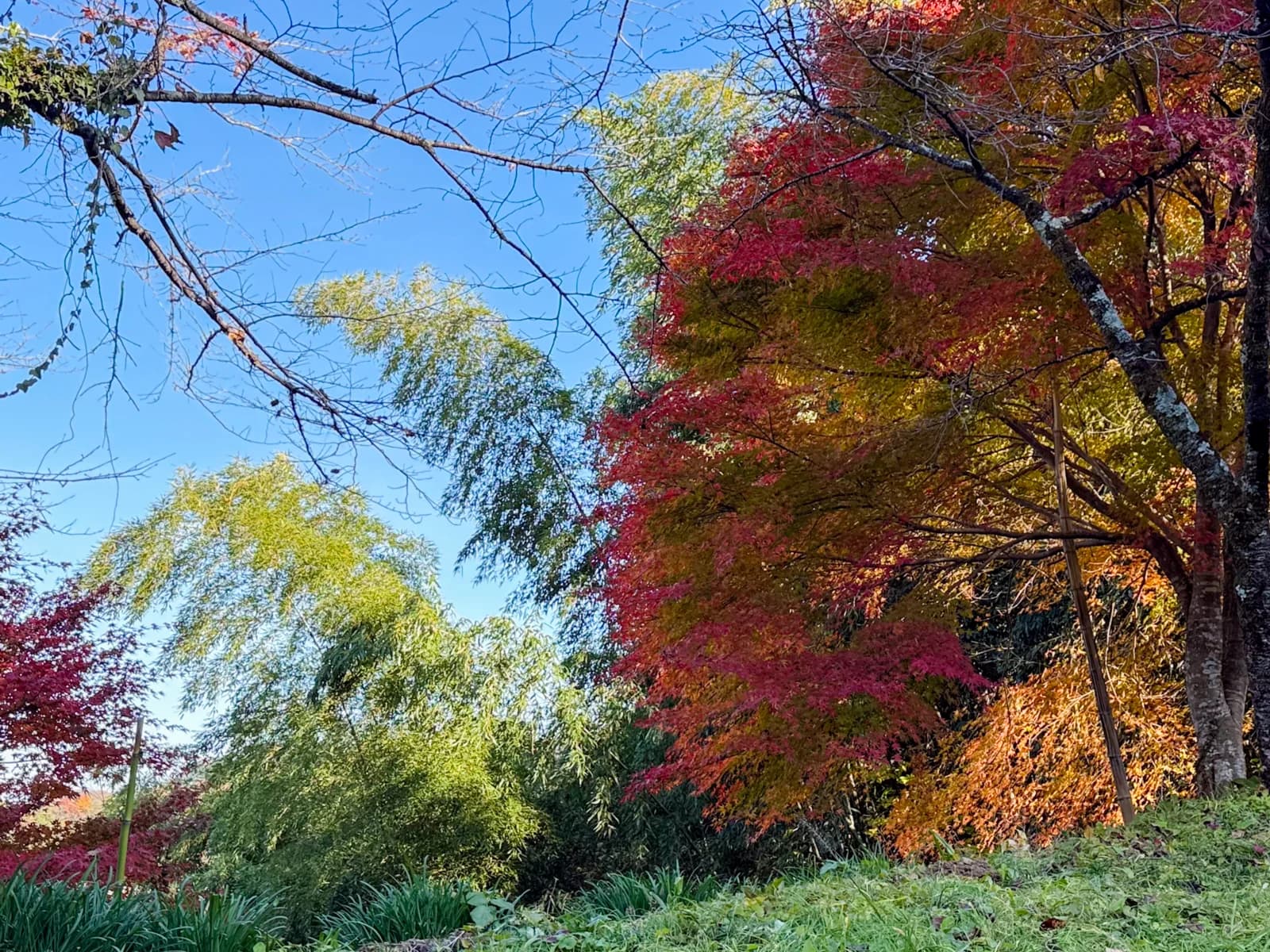 Kotokuji Temple | 廣徳寺 photo 52
