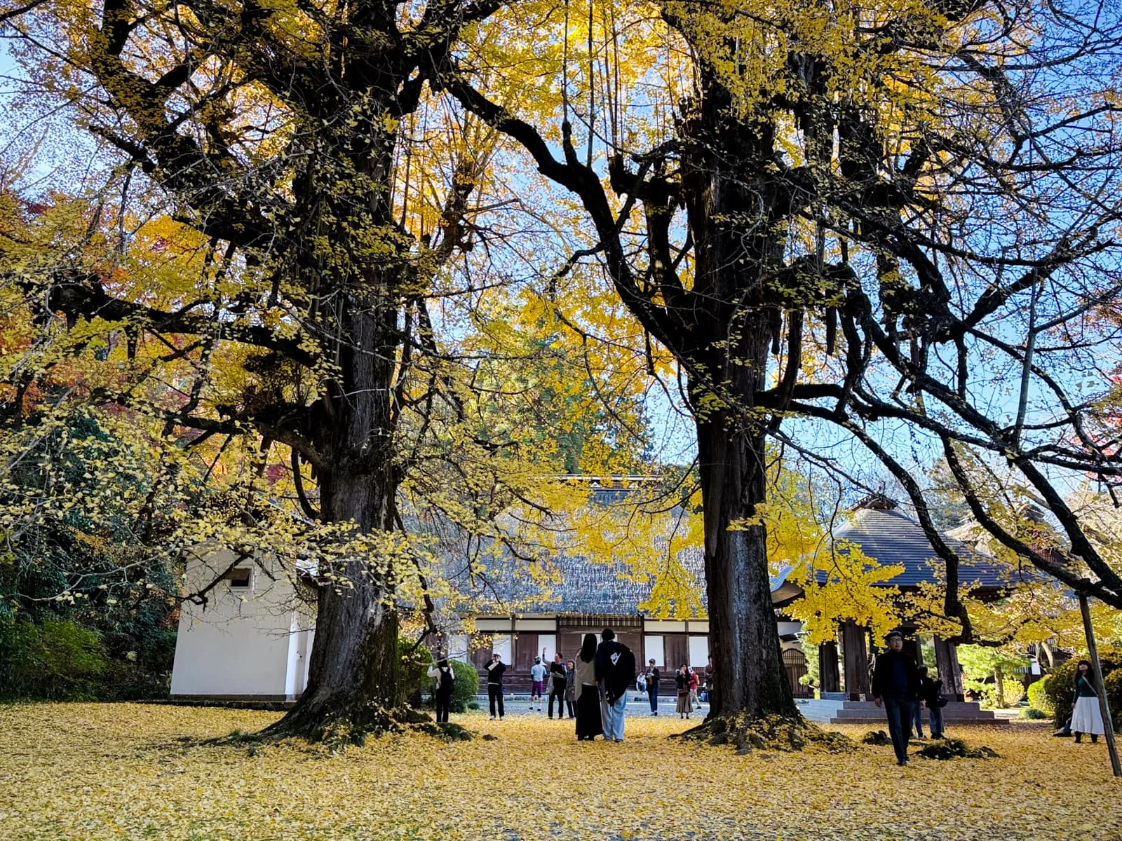 Kotokuji Temple | 廣徳寺 photo 47