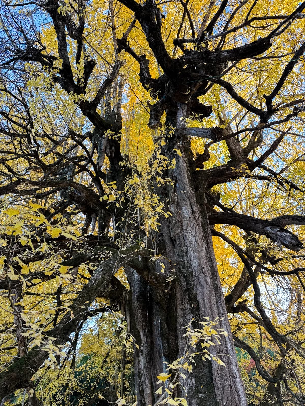 Kotokuji Temple | 廣徳寺 photo 46