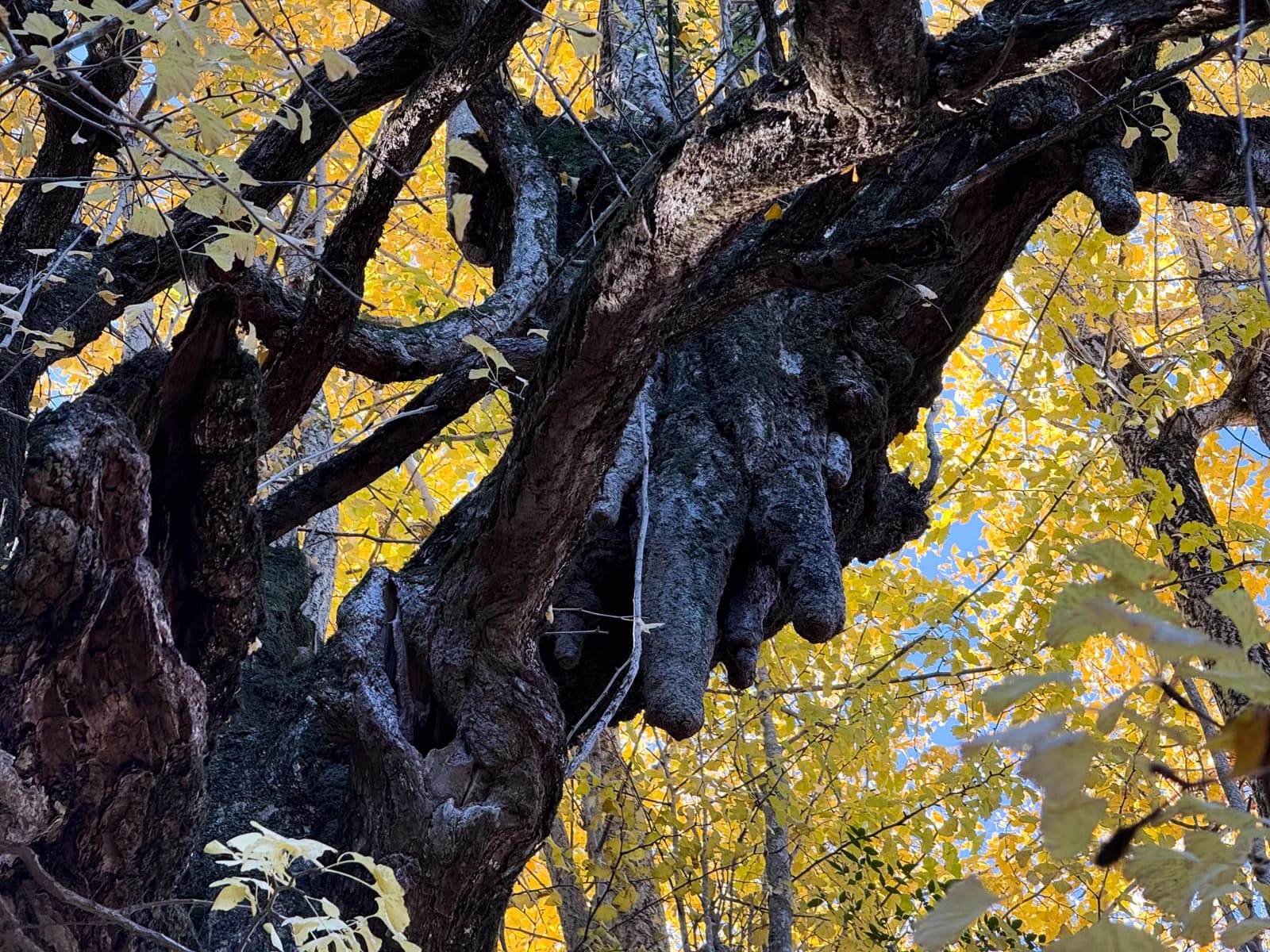 Kotokuji Temple | 廣徳寺 photo 45