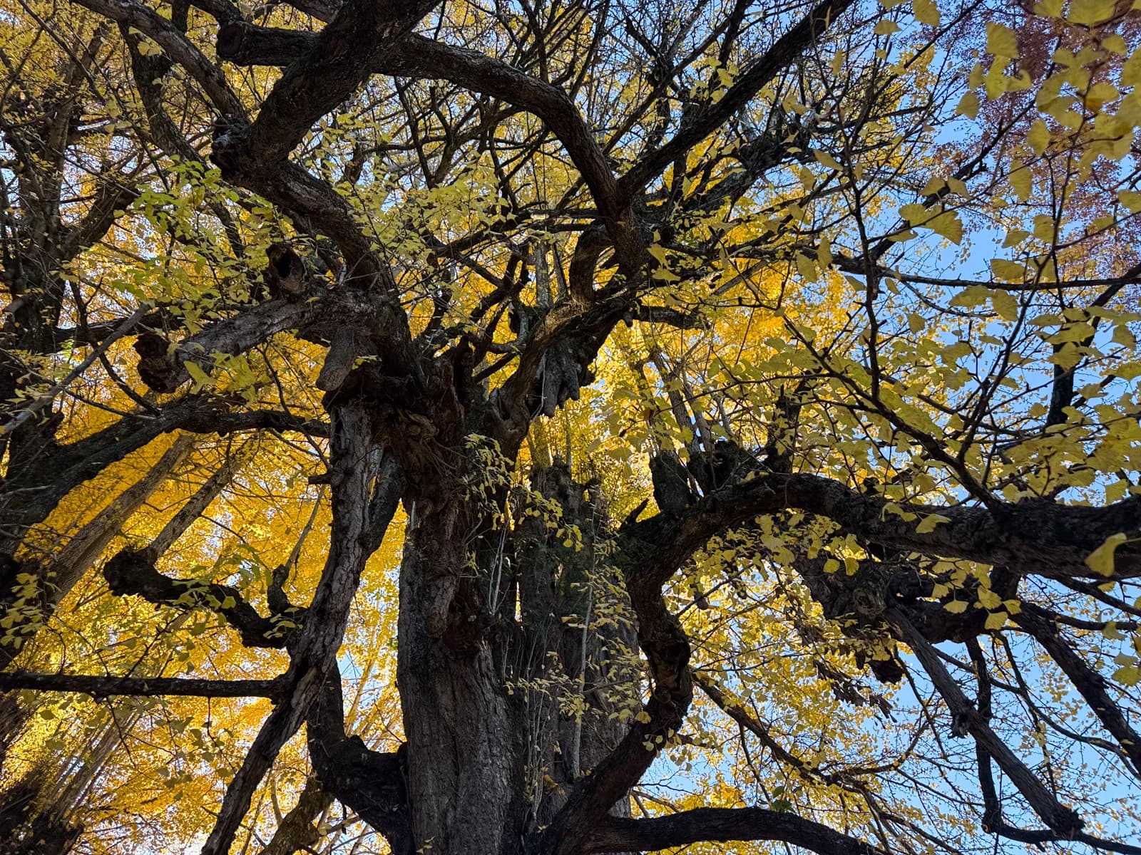 Kotokuji Temple | 廣徳寺 photo 44