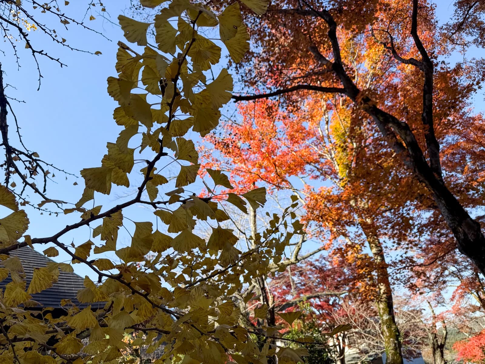 Kotokuji Temple | 廣徳寺 photo 42