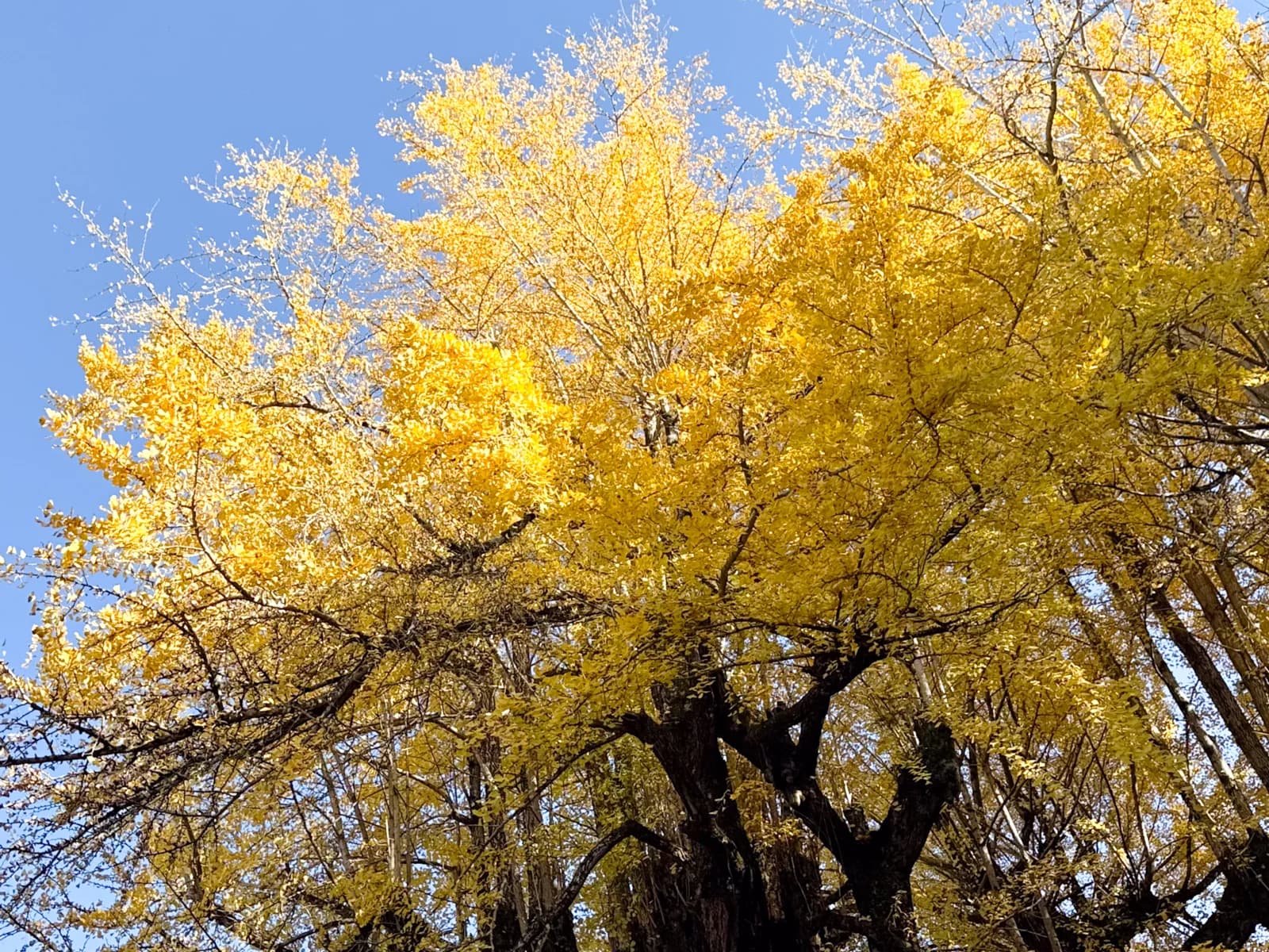 Kotokuji Temple | 廣徳寺 photo 41