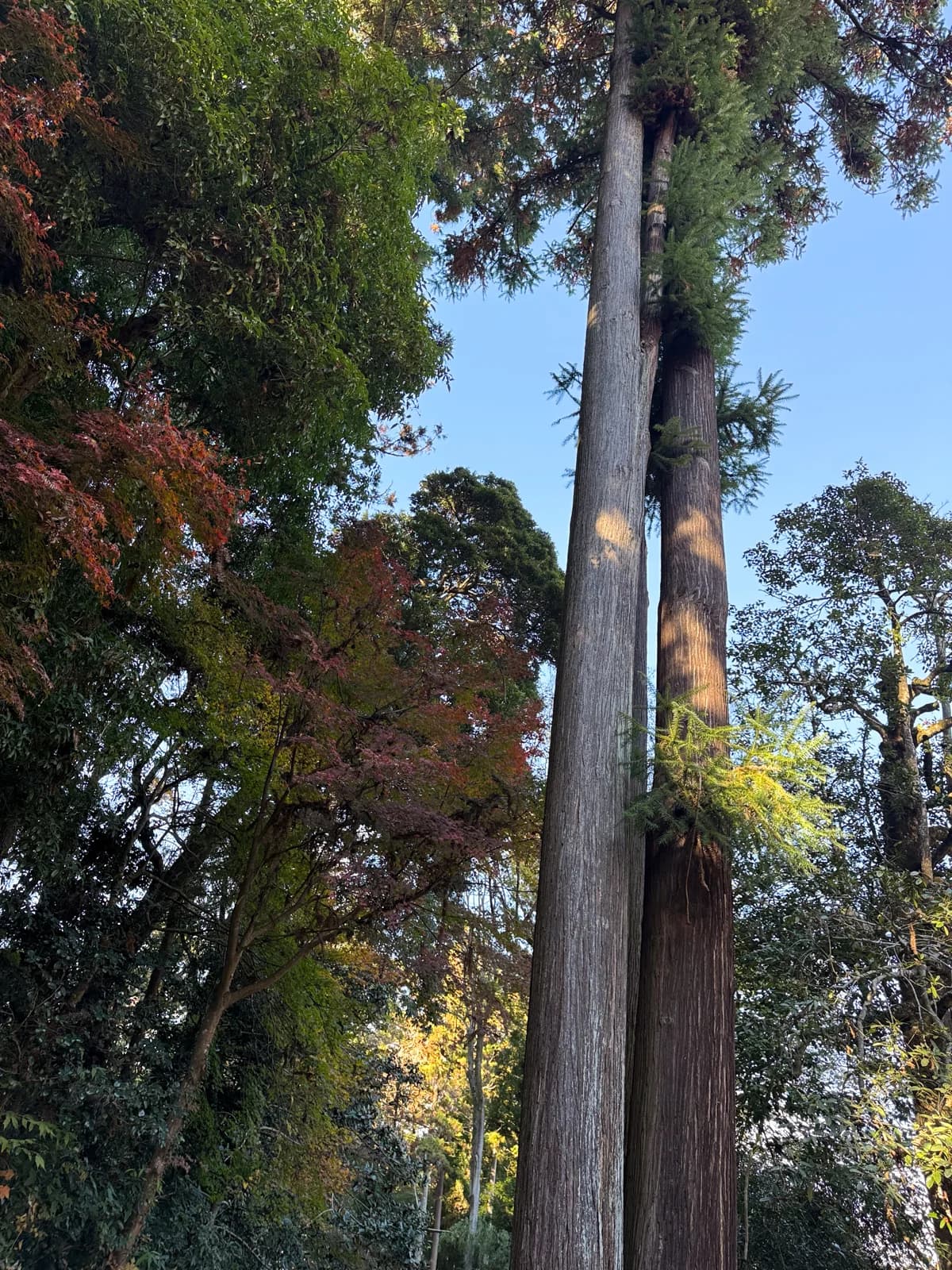 Kotokuji Temple | 廣徳寺 photo 33