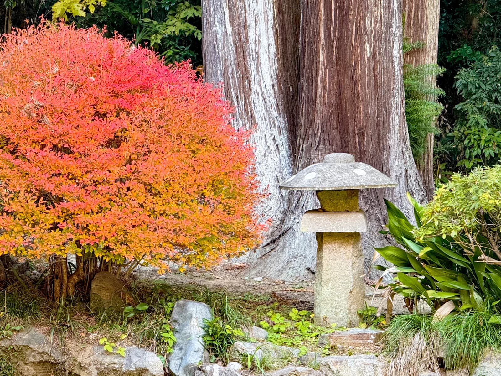 Kotokuji Temple | 廣徳寺 photo 31