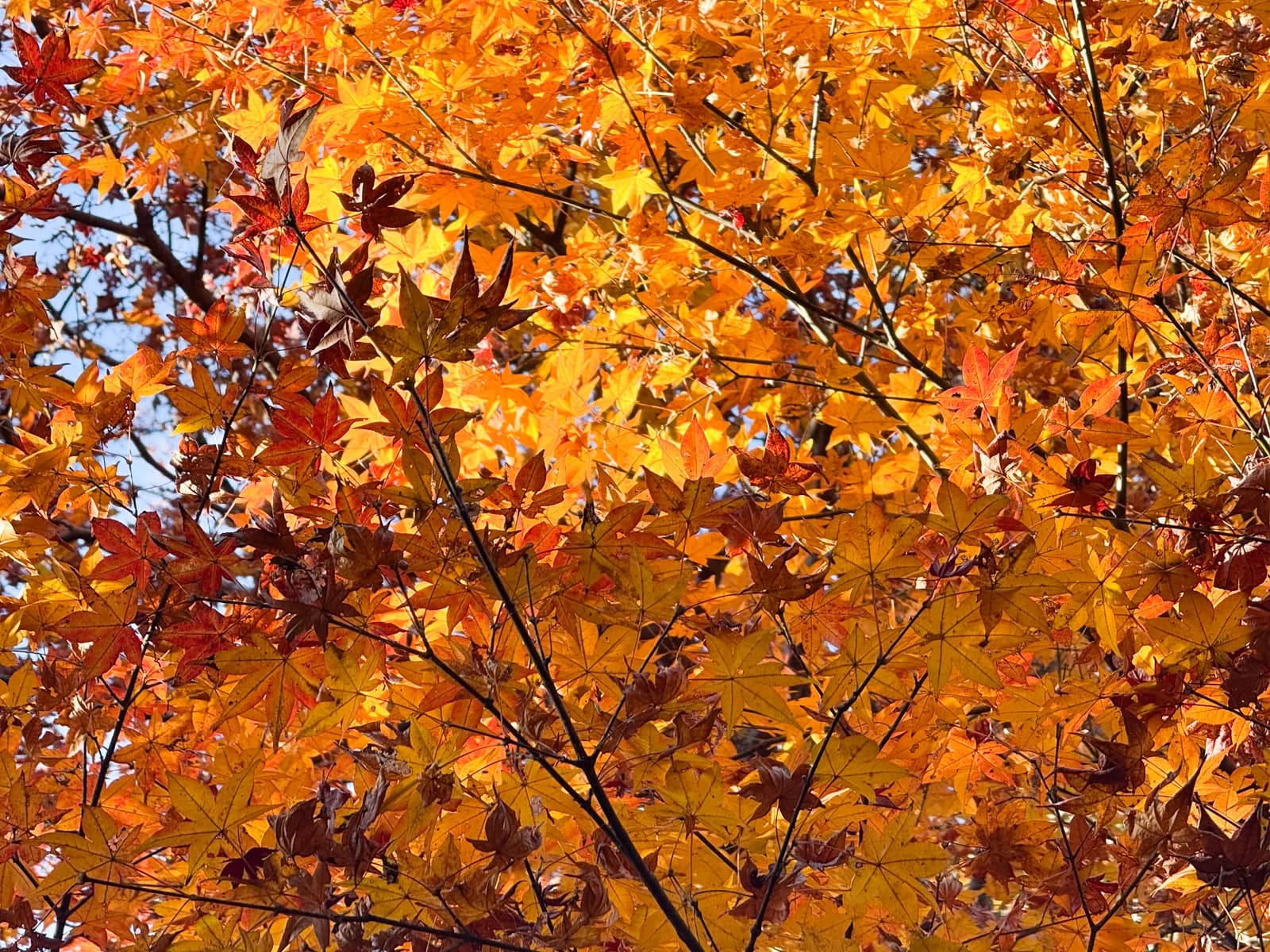 Kotokuji Temple | 廣徳寺 photo 28