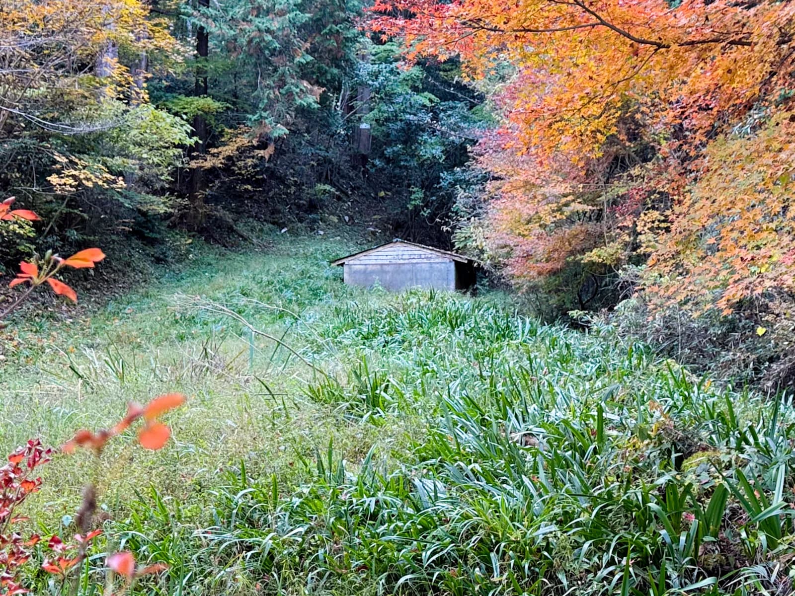 Kotokuji Temple | 廣徳寺 photo 25