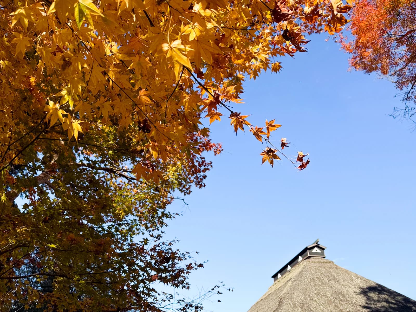 Kotokuji Temple | 廣徳寺 photo 24