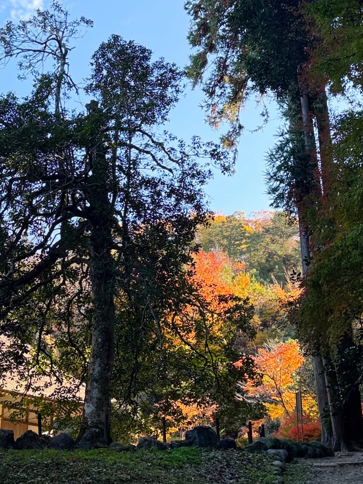 Kotokuji Temple | 廣徳寺 photo 19