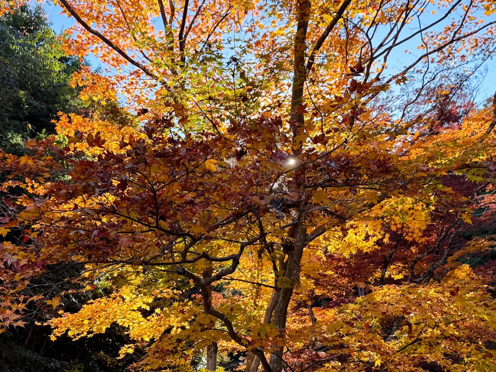 Kotokuji Temple | 廣徳寺 photo 17