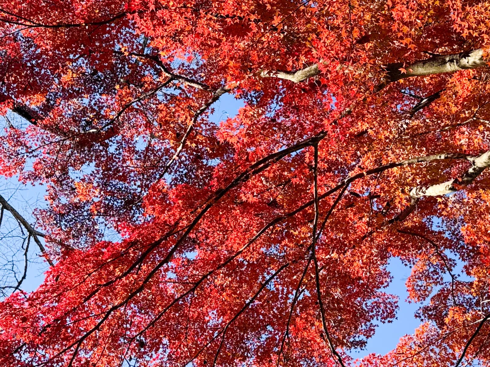 Kotokuji Temple | 廣徳寺 photo 15