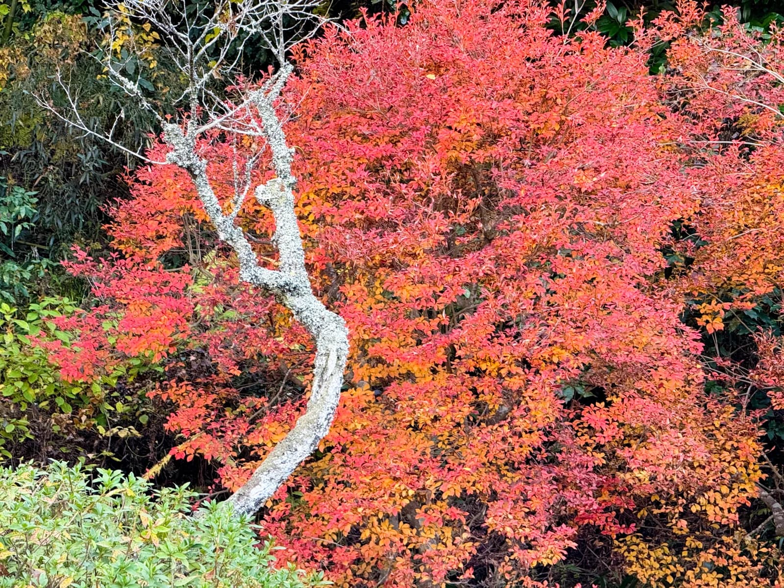 Kotokuji Temple | 廣徳寺 photo 11