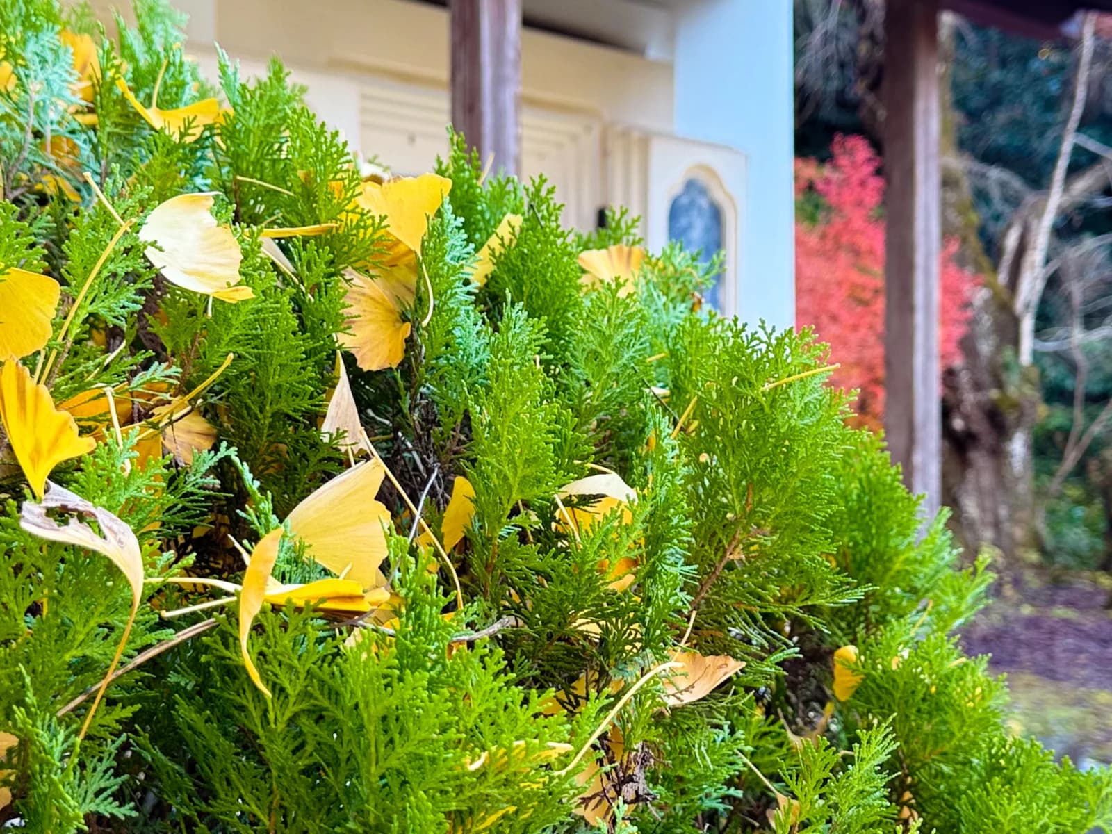 Kotokuji Temple | 廣徳寺 photo 9