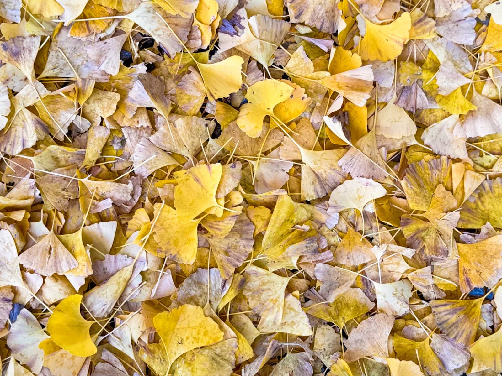 Kotokuji Temple | 廣徳寺 photo 8