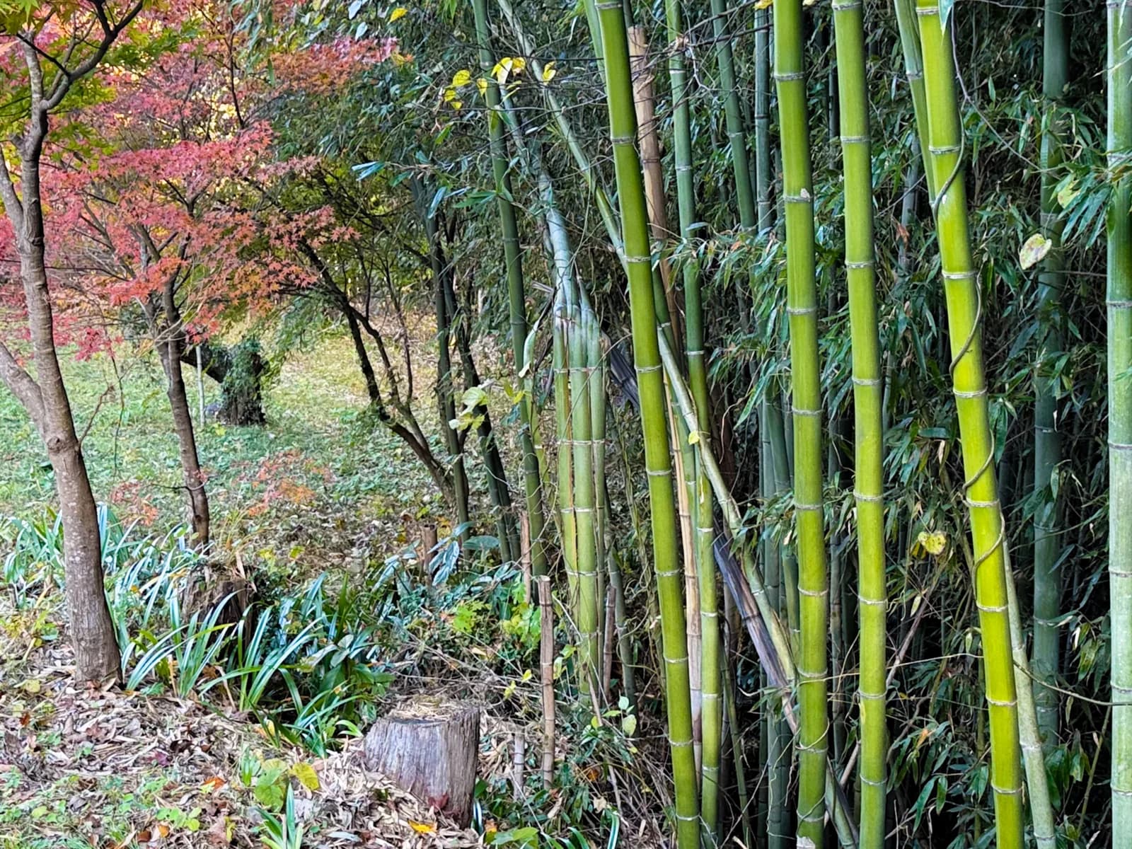 Kotokuji Temple | 廣徳寺 photo 3