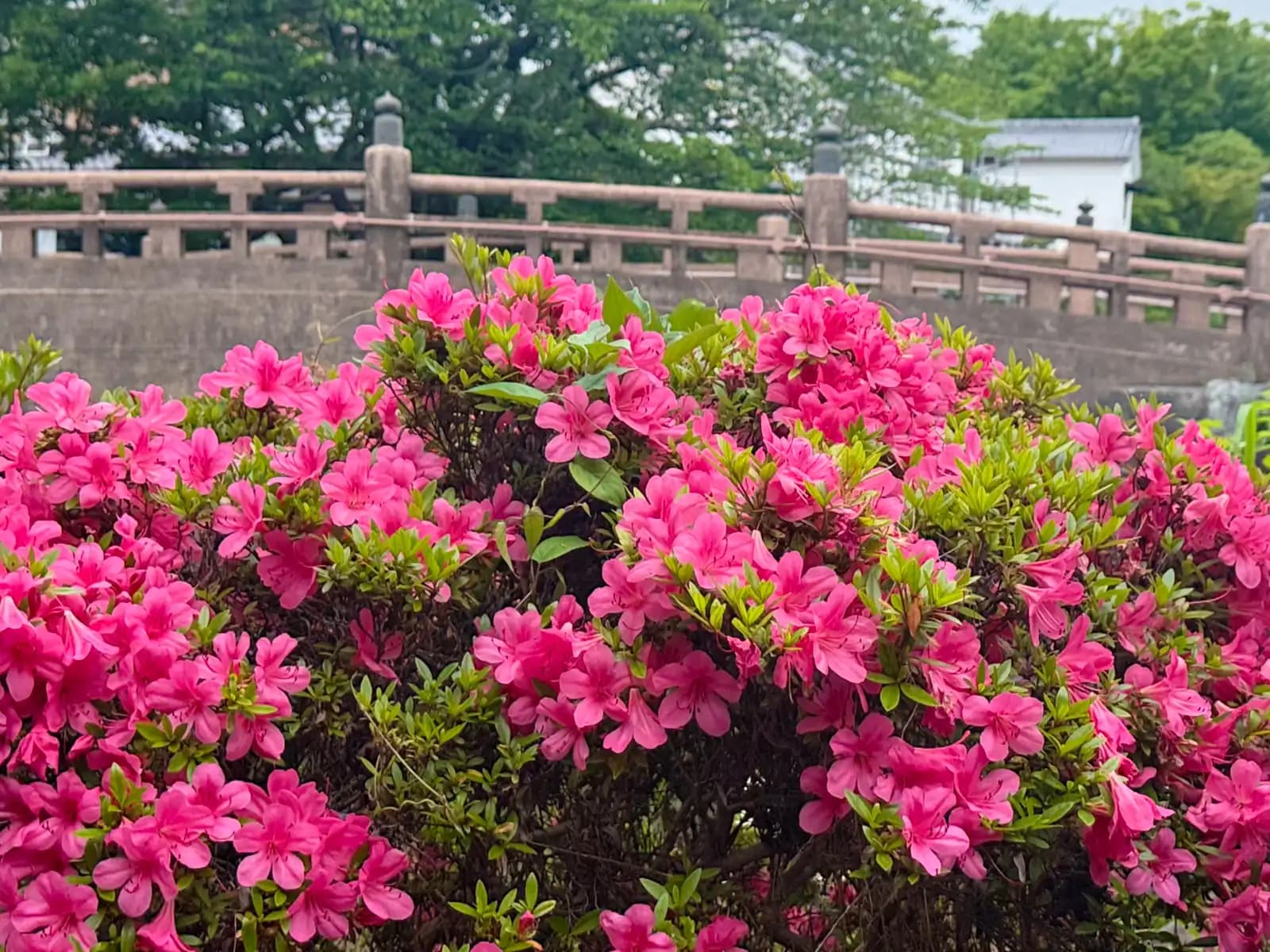Omihachiman | 近江八幡 photo 17
