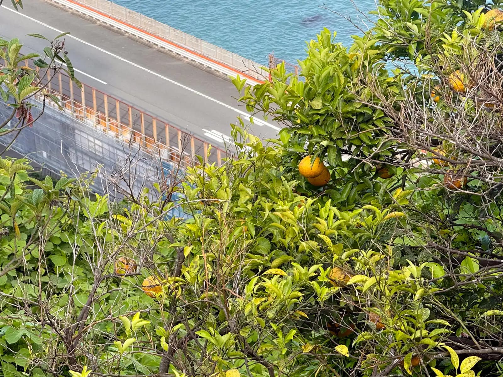 The orchard goes right up to the edge. Below it, the road, and then the sea.