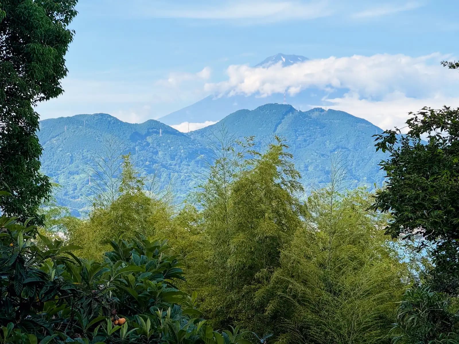 Fuji's summit poking out above the clouds, seen over the bamboo and loquat trees on the pass.