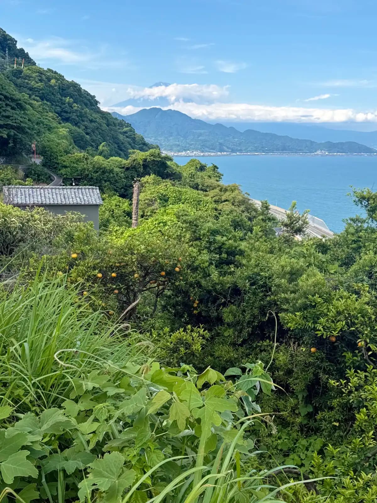 Citrus trees on the slope below the pass, still holding fruit. Suruga Bay opens up behind them, and Fuji is somewhere in that haze.