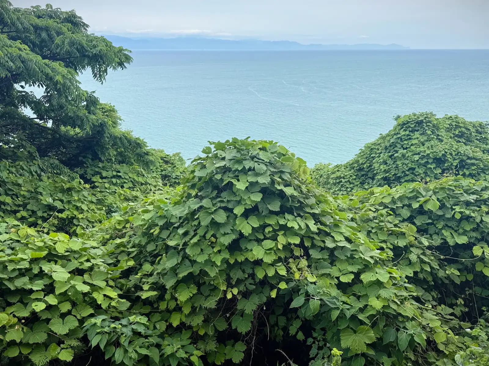 Vines growing over everything on the slope, with the Izu Peninsula faint across the water.