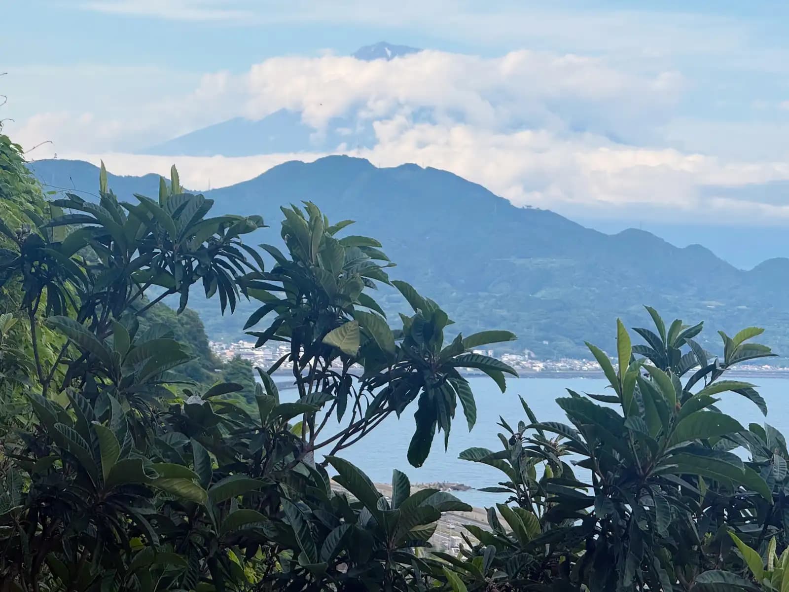 Fuji over the ridge with a band of cloud around it, seen through the loquat leaves.