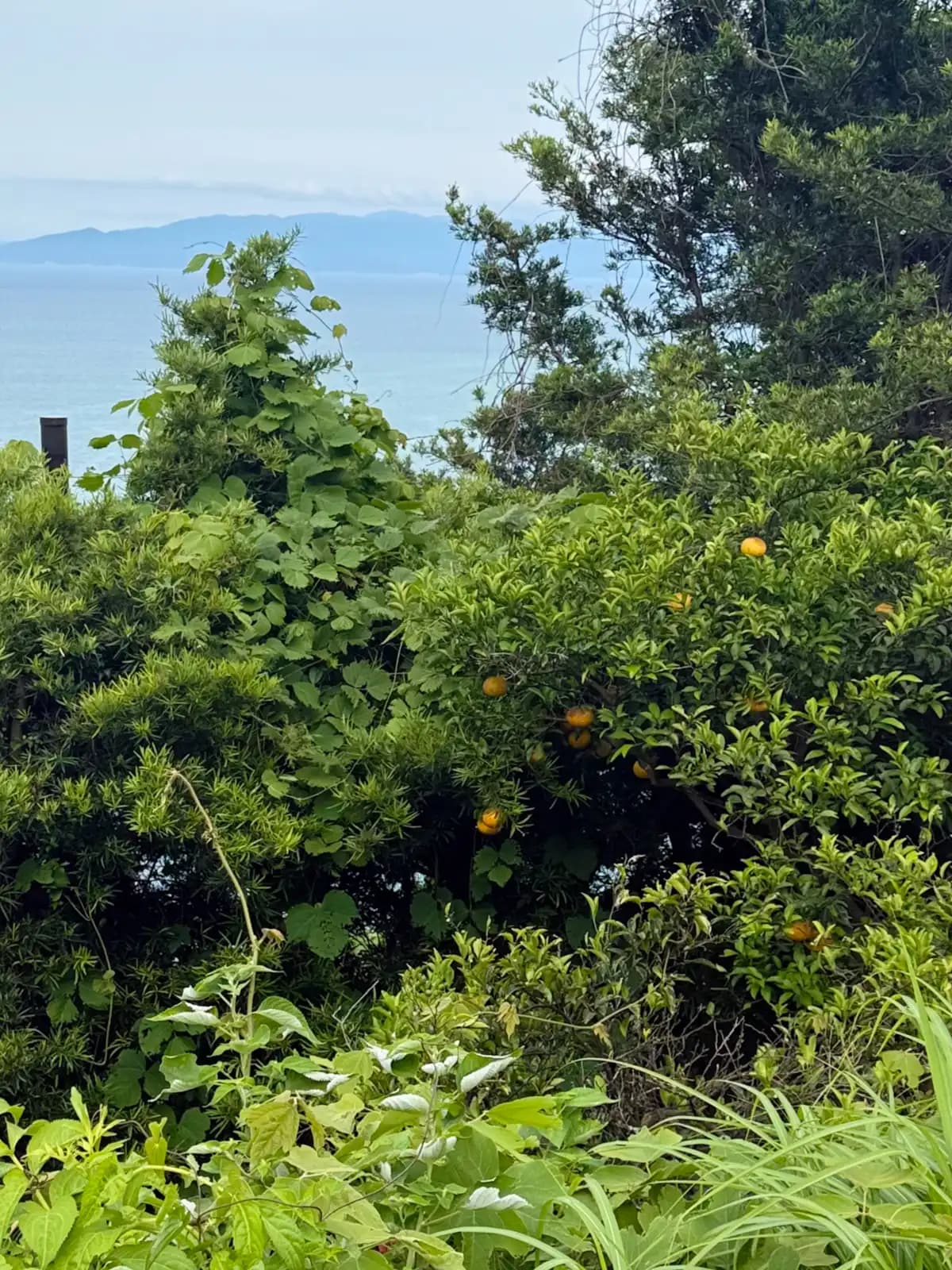 Citrus trees and weeds on the slope facing the sea, with Izu just visible across the bay.