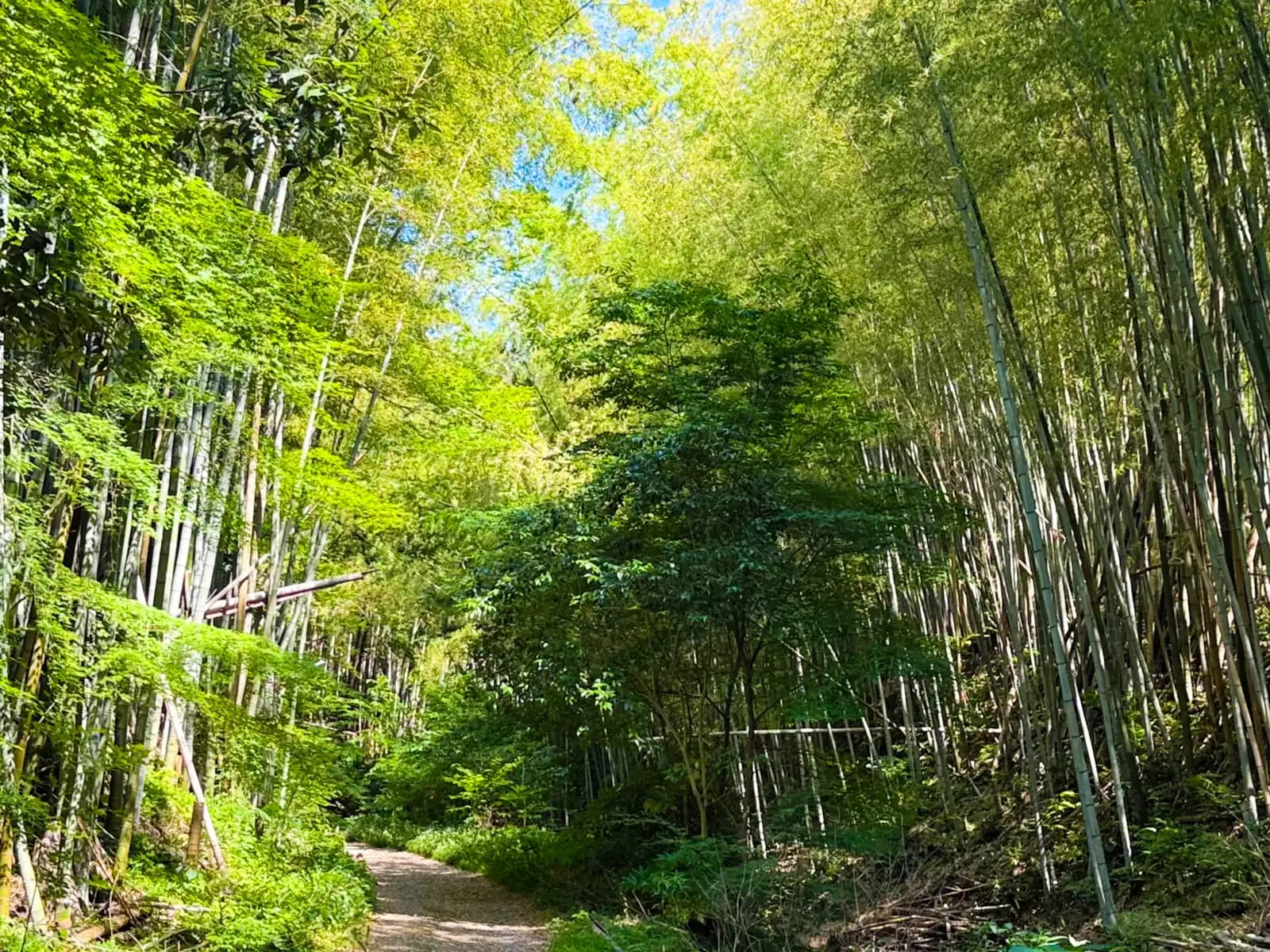 Oiwa Shrine | 大岩神社 photo 87