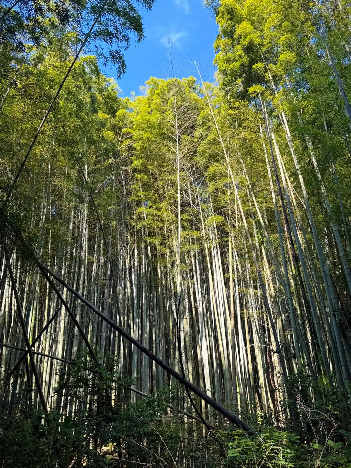 Oiwa Shrine | 大岩神社 photo 2