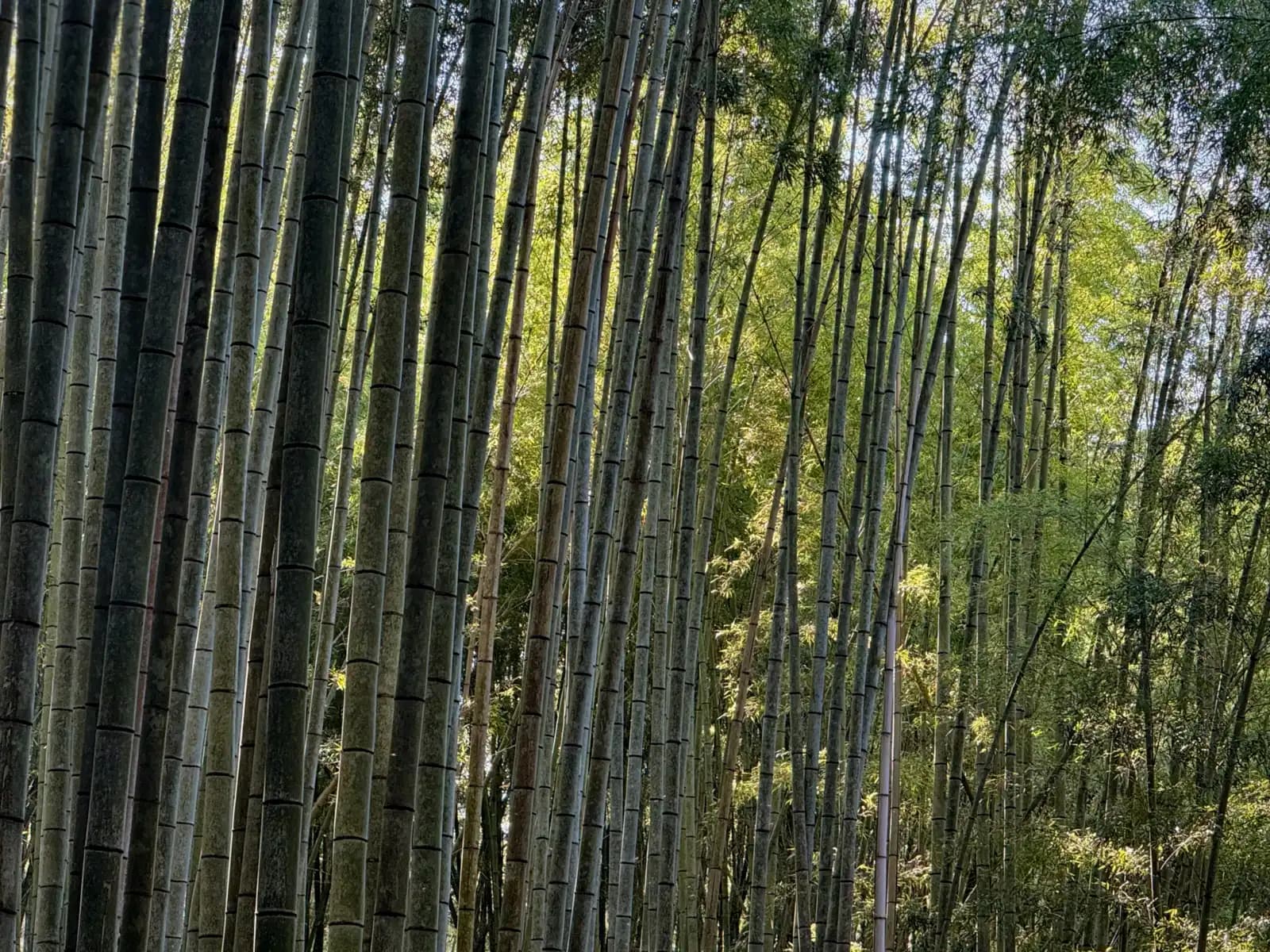 Oiwa Shrine | 大岩神社 photo 1