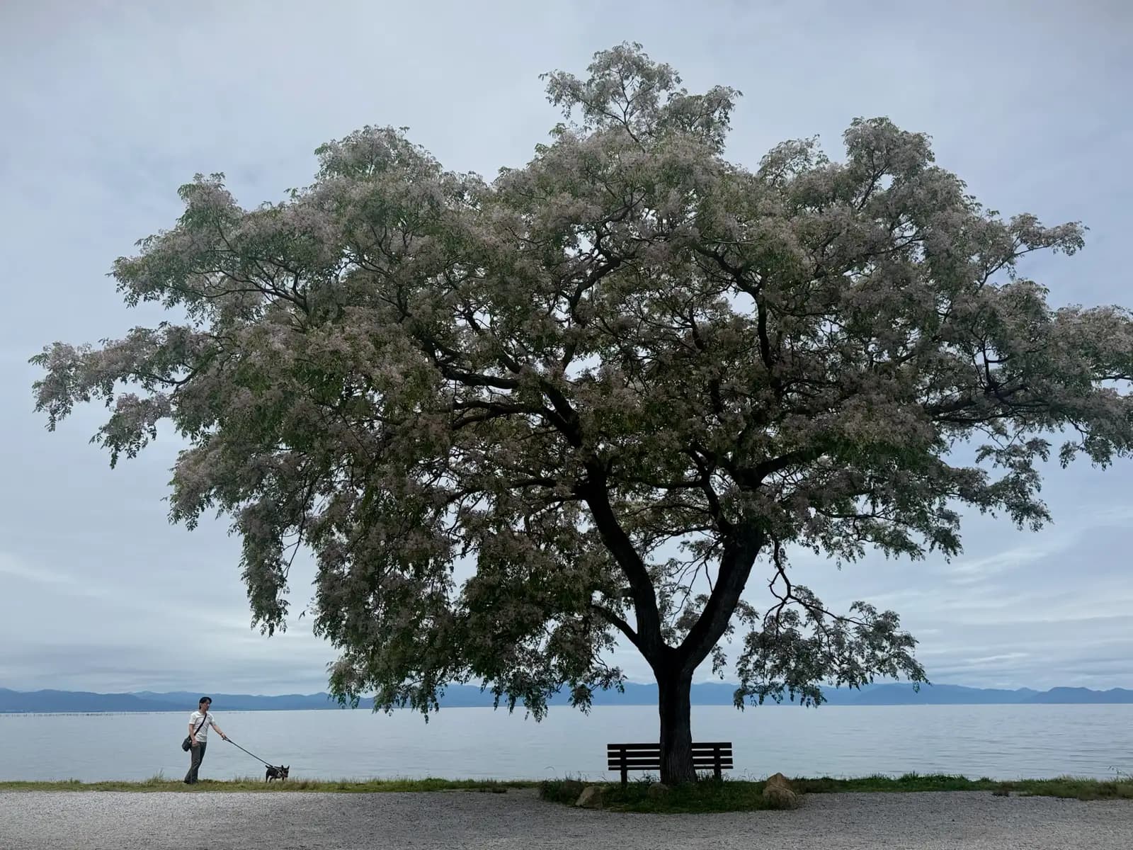 Tokyo to Kyoto by E-Bike, Day 6: Tarui to Omihachiman, Along the Shore of Lake Biwa