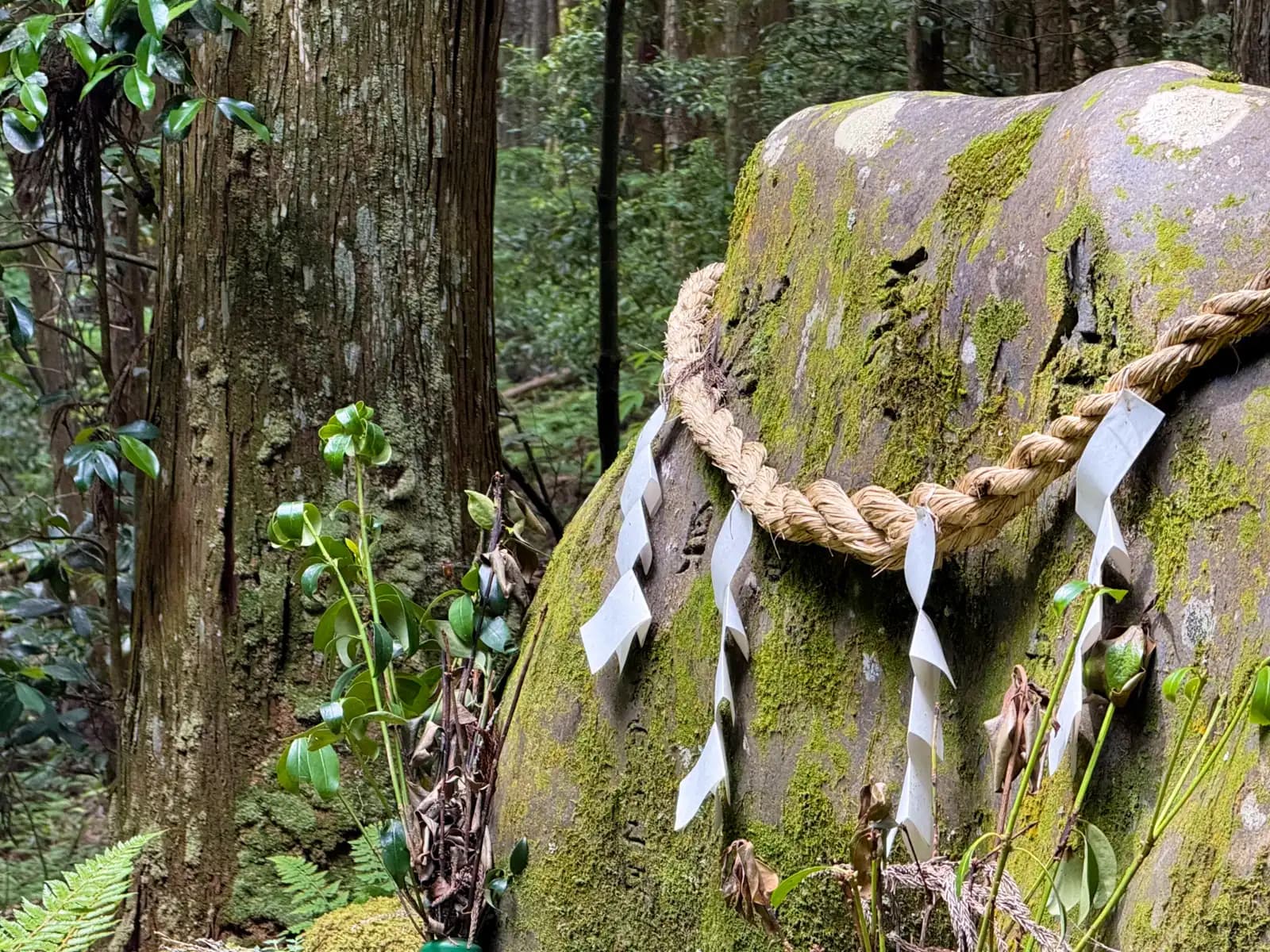 Detail of the sacred boulder: a thick twisted-straw shimenawa and folded paper shide, with moss filling every hollow. A massive cedar trunk rises alongside.