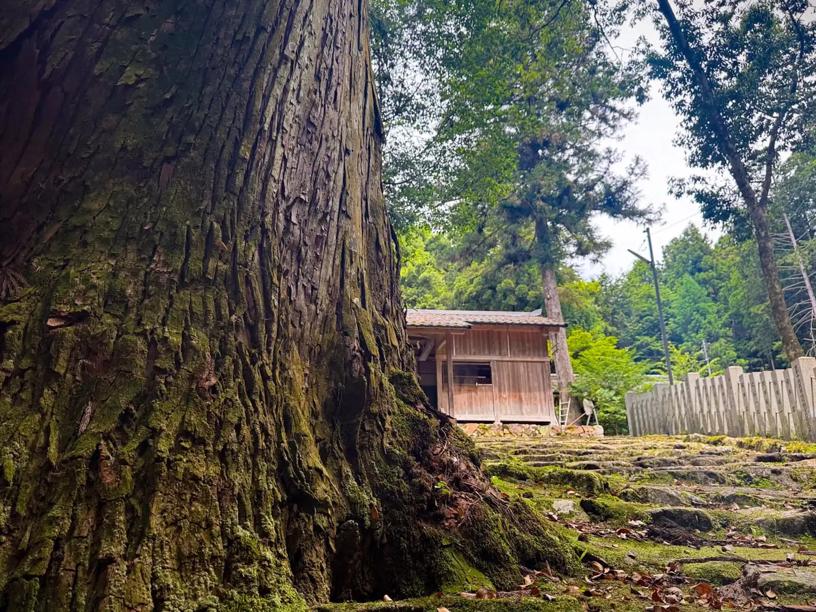 The mossy base of one of the shrine's great cedars, its roots spread over the ground. An open-sided wooden hall stands beyond, on the mossy upper terrace.