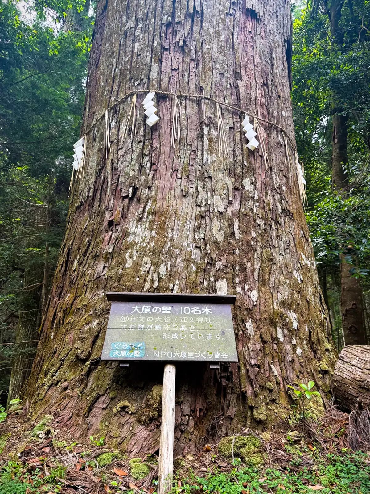 The Great Cedar of Ebumi (江文の大杉), girded with a shimenawa. A sign lists it as No. 10 of the "Ten Notable Trees of the Ohara District," part of the stand of great cedars that forms the shrine's guardian grove.