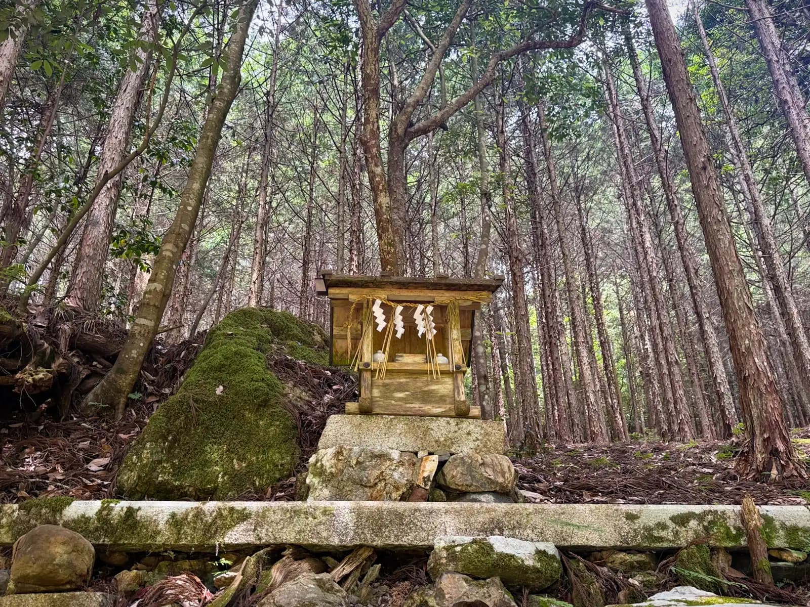 A small wooden auxiliary shrine (hokora) on a stone base, hung with its own shimenawa, set on the wooded slope among slender cedar trunks.