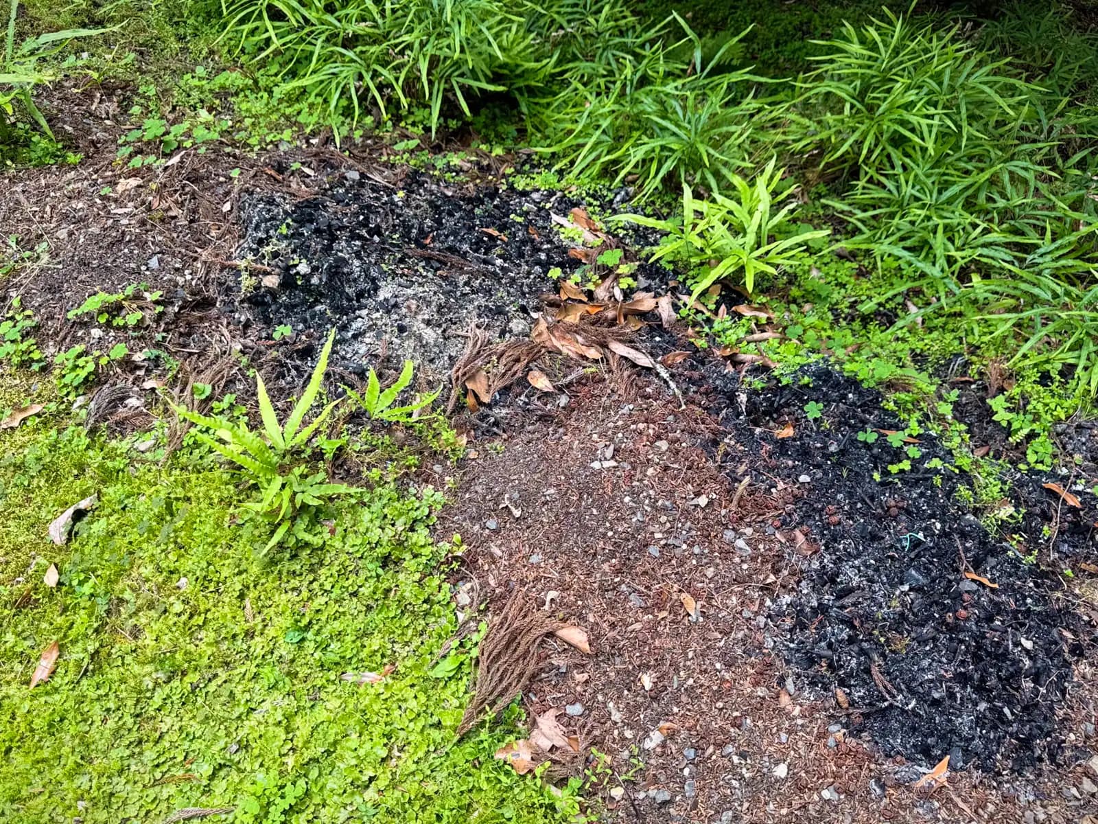 The forest floor beside the path — moss, ferns, and cedar litter broken by dark, charred patches of ground.